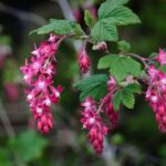 These California shrubs pull hummingbirds to your yard while shutting down thirsty bare spots
