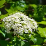 9 Florida Native Shrubs That Keep Blooming in Full Sun Right Into October