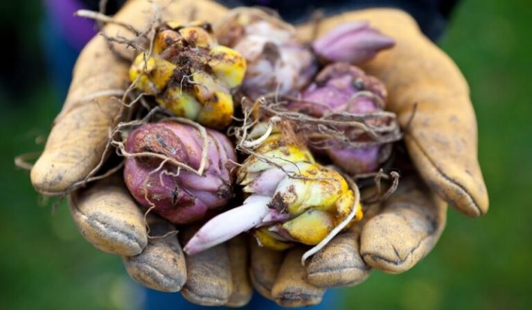 What to Plant in Your California Yard This September for a Fall Garden That Actually Thrives