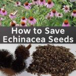 Your Coneflowers Have Finished Blooming — Here’s Exactly When to Collect the Seeds for a Whole New Patch