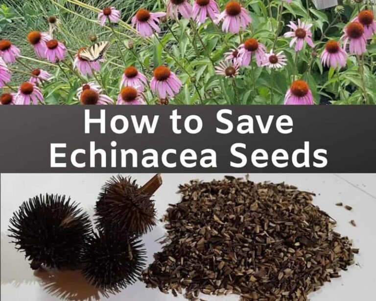 Your Coneflowers Have Finished Blooming — Here’s Exactly When to Collect the Seeds for a Whole New Patch