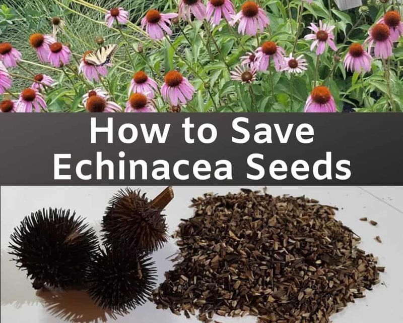 Your Coneflowers Have Finished Blooming — Here’s Exactly When to Collect the Seeds for a Whole New Patch