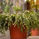 Your Christmas Cactus Looks Wrinkled by Fall Because Watering and Drainage Mistakes Drain It Fast
