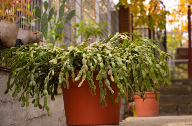 Your Christmas Cactus Looks Wrinkled by Fall Because Watering and Drainage Mistakes Drain It Fast