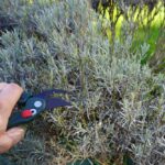 What Your California Lavender Really Needs Now to Keep From Turning Woody and Sparse by Next Summer
