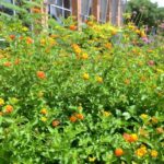 How Central Texas Gardeners Set Up Lantana Now for Bigger Bloom Flushes Next Summer