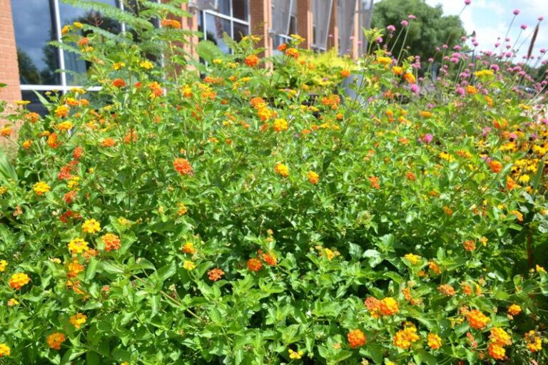 How Central Texas Gardeners Set Up Lantana Now for Bigger Bloom Flushes Next Summer