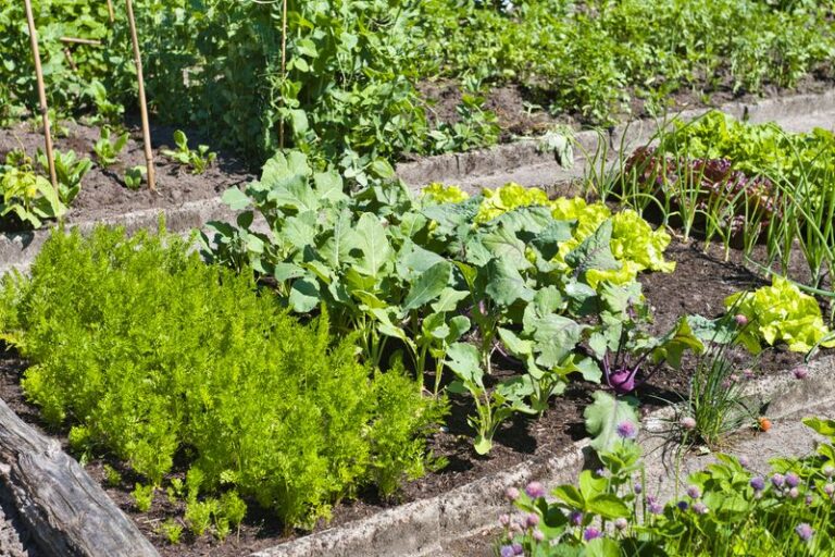If You Want a Head Start on Next Season, These Vegetables Need to Go In the Ground in September