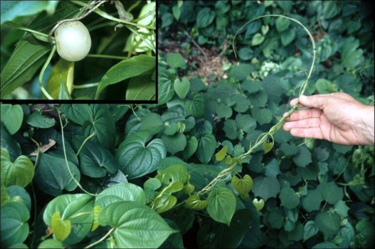 7 Florida Invasive Plants To Rip Out Now Before the Fall Rains Spread Them Across Your Yard