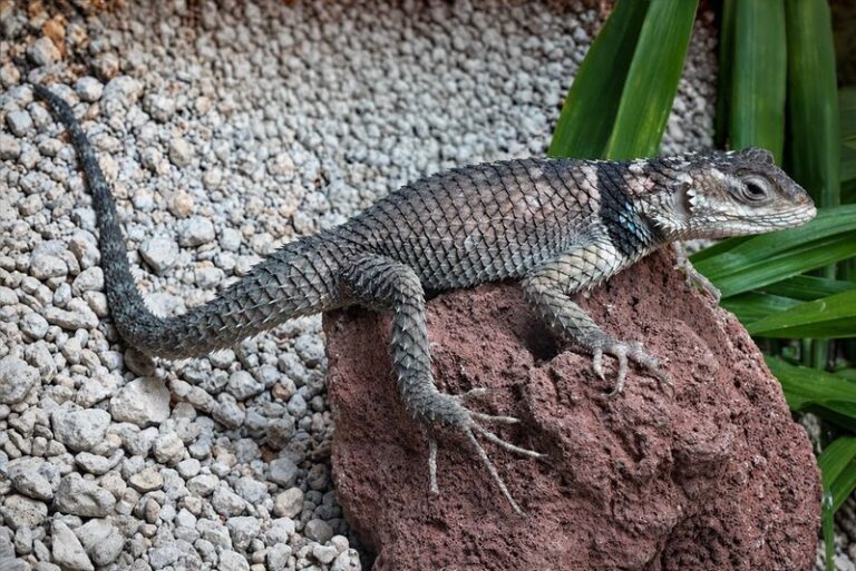 Supporting Texas Spiny Lizard Habitat in Central Texas: Wildlife-Friendly Yards, Not Proven Scorpion Control