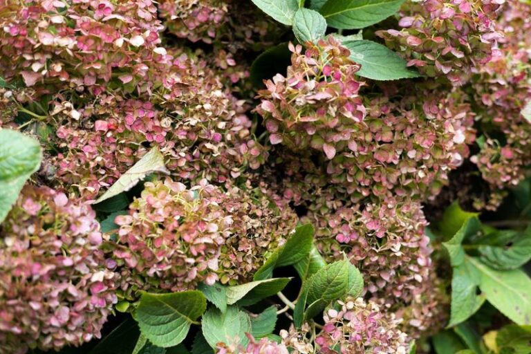 Your Hydrangea Looks Tired and Droopy This Fall — Here’s the Simple Recovery Move It’s Been Waiting For