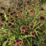 Your Coneflowers Look Finished for the Year, but What You Do Next Sets Next Summer’s Bloom Show