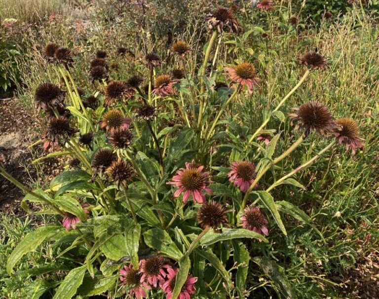 Your Coneflowers Look Finished for the Year, but What You Do Next Sets Next Summer’s Bloom Show
