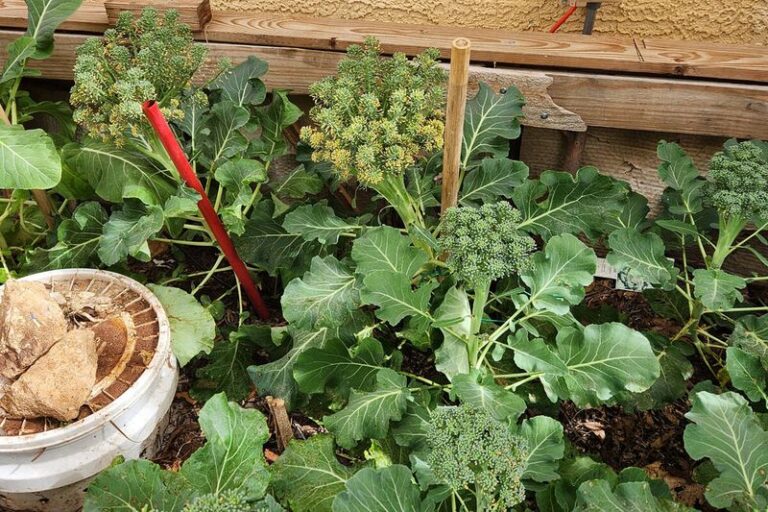 Your Fall Broccoli Heads Stay Loose and Grainy Instead of Tightening Up – Here’s the Temperature Slip Behind It