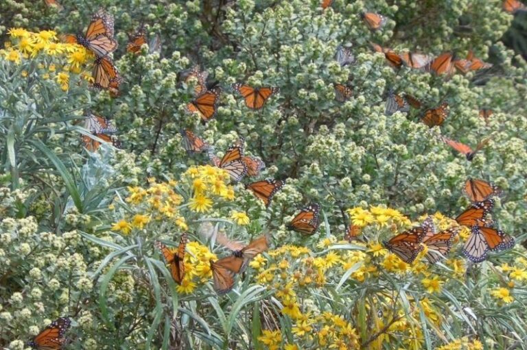The Native Texas Milkweed That Brings Monarchs Back to Your Yard Before They Leave for the Season