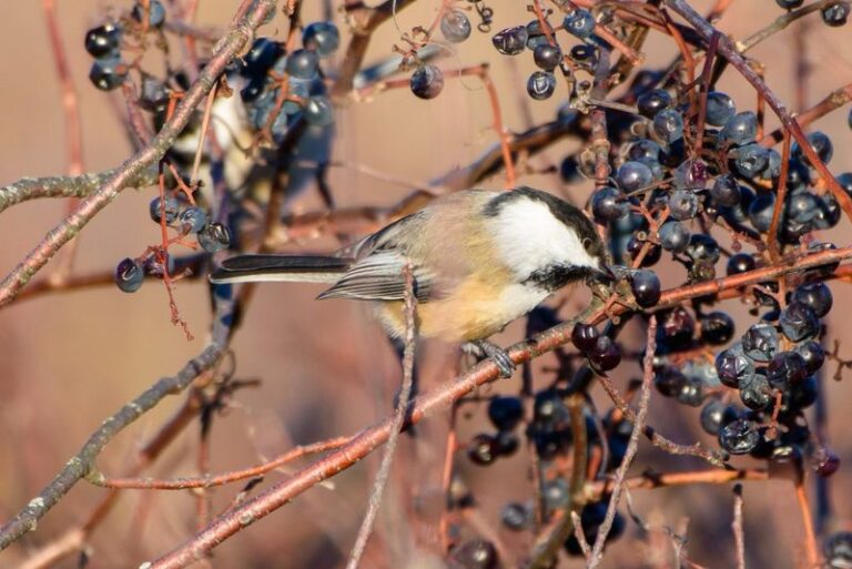 Leave a Patch of Seed-Bearing Plants Standing to Support Carolina Chickadees in Your North Carolina Yard This Winter