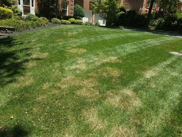 Your Lawn Breaks Out in Brown Patches Mid-Summer – Here’s the Real Cause When It Isn’t the Heat