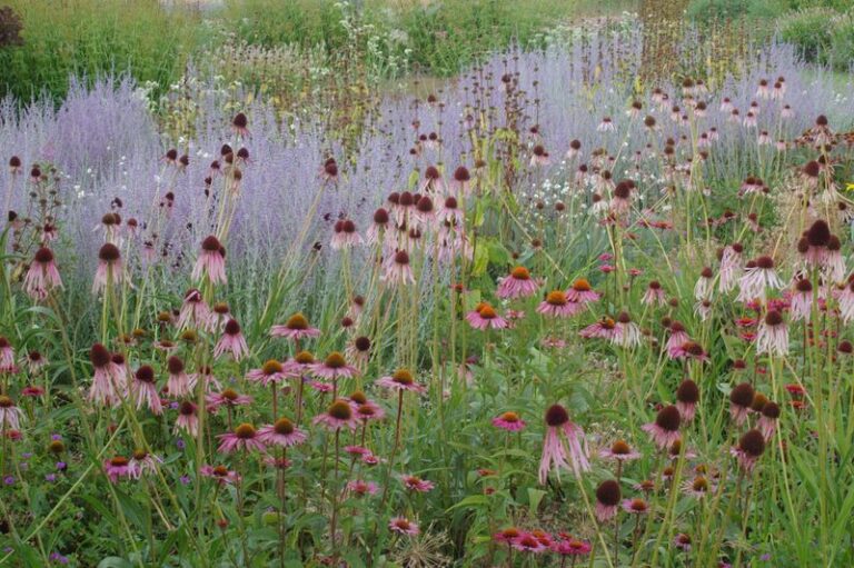 Don’t Deadhead Your Coneflowers This Fall — Those Fading Seed Heads Still Have a Job to Do