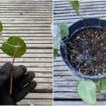 Your clematis gives you free new vines when you root the healthy shoots now