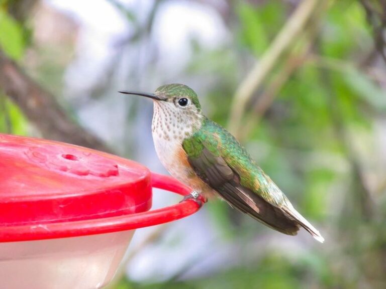 Your Hummingbird Feeder Turns Cloudy and May Ferment Within Days – Here’s the Cause Behind It and How to Keep the Nectar Fresh