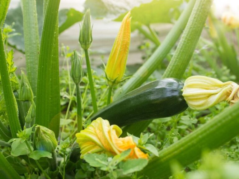 Your Squash Plants Flower All Day but Set Almost No Fruit in the Late-Summer Heat – Here’s the One Fix