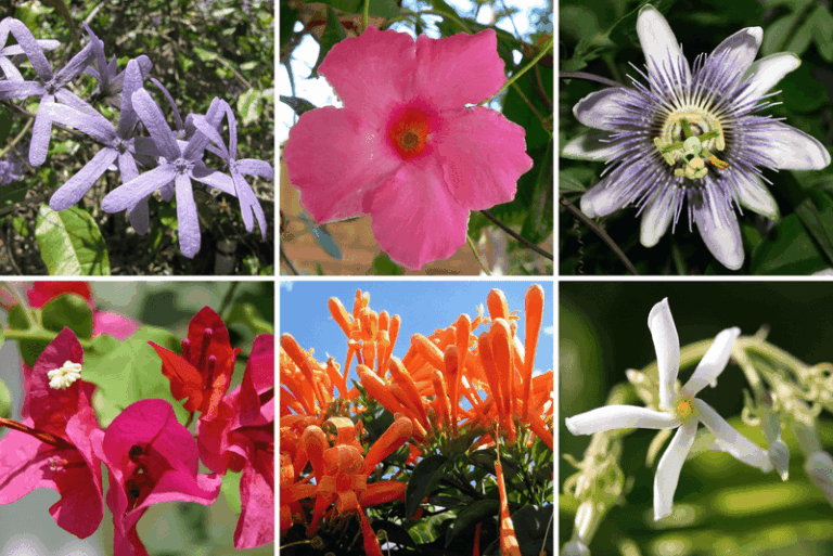 7 Florida Native Vines That Climb Fast and Give You Summer Cover Without Taking Over the Yard