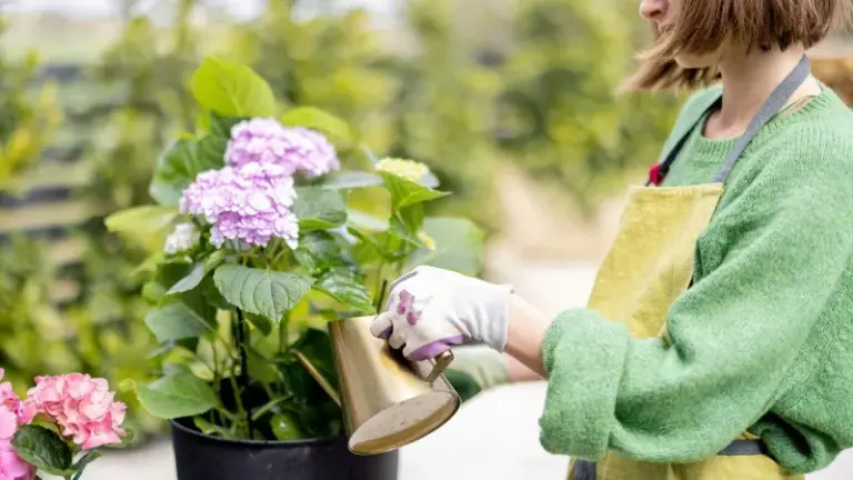Your Potted Hydrangea Looks Limp and Worn Out — Here’s the Quick Move That Perks It Right Back Up