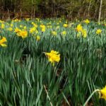 The North Carolina Bulbs to Plant Now for a Fuller Show of Spring Color