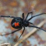 7 Florida Yard Habits That Make Black Widows Set Up Closer to Your House