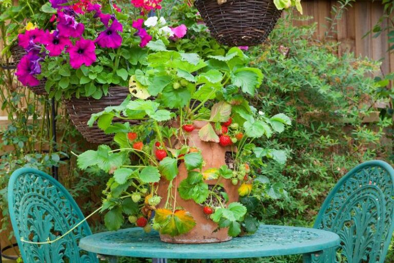 The California Berries That Actually Grow Better in Pots Than in the Ground, and Which Ones to Skip