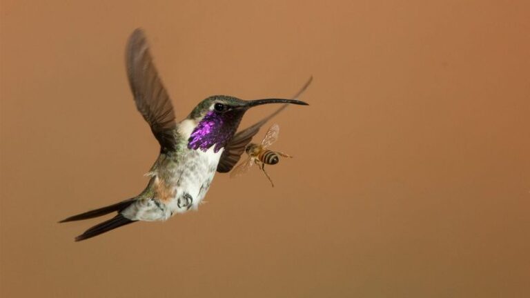 Something Keeps Bothering Your Hummingbirds Right Before Fall Migration — Here’s the Pest to Stop Now