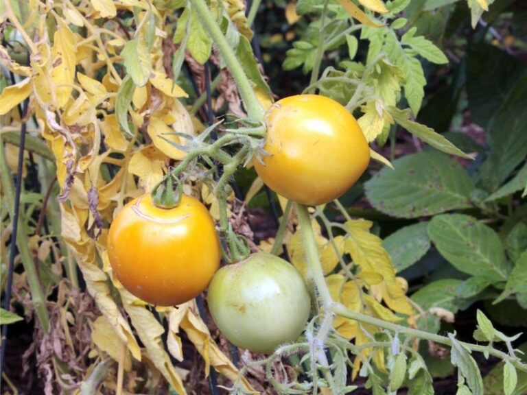 Why Your California Tomato Leaves Turn Yellow in the Late-Summer Heat, and the Real Cause Most Gardeners Miss