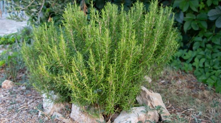 These Smells Keep Deer From Eating Your Fall Garden Down to the Stems