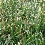 Dull Mower Blades May Leave Ragged, Discolored Grass Tips and Add Stress to Your Lawn