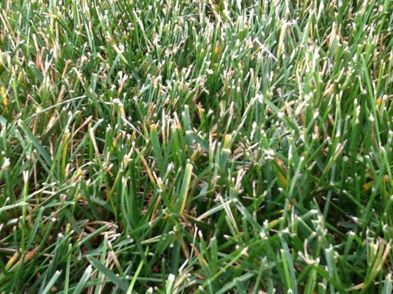 Dull Mower Blades May Leave Ragged, Discolored Grass Tips and Add Stress to Your Lawn