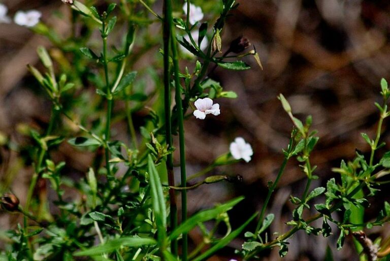 This overlooked Florida perennial keeps blooming spring through fall, and hardly anyone plants it on purpose