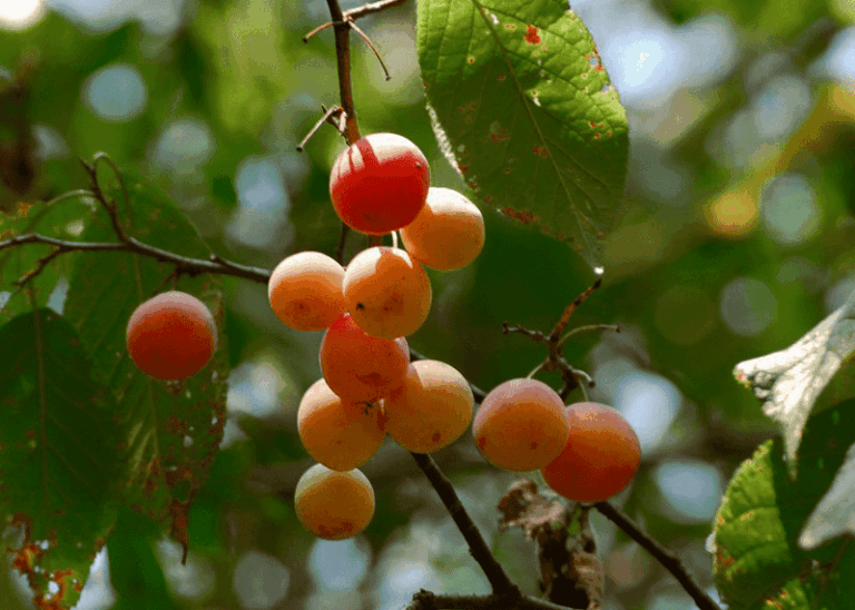 The One Native Texas Fruit Tree Beginners Can Plant This Fall and Actually Harvest Next Summer