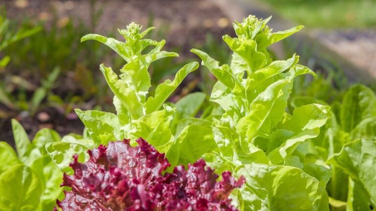 Your Fall Lettuce Turns Bitter and Bolts Before You Can Harvest a Single Leaf