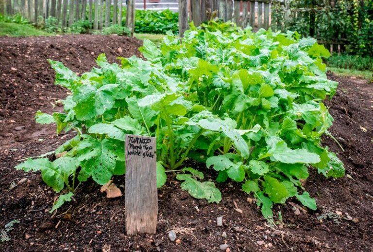 Your Fall Turnips Grow Big Leafy Tops but the Roots Stay Small and Bitter – Here’s the Feeding Slip Behind It