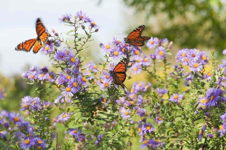 8 Reasons Your Florida Pollinator Garden Has Plenty of Flowers but Almost No Butterflies