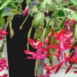 Your Christmas Cactus Isn’t Dying – Here’s the Recovery Routine That Loads It With Holiday Blooms
