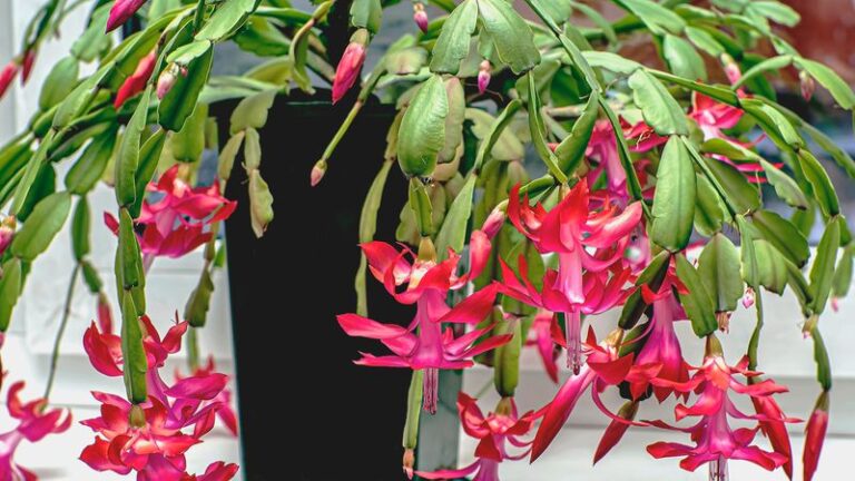 Your Christmas Cactus Isn’t Dying – Here’s the Recovery Routine That Loads It With Holiday Blooms