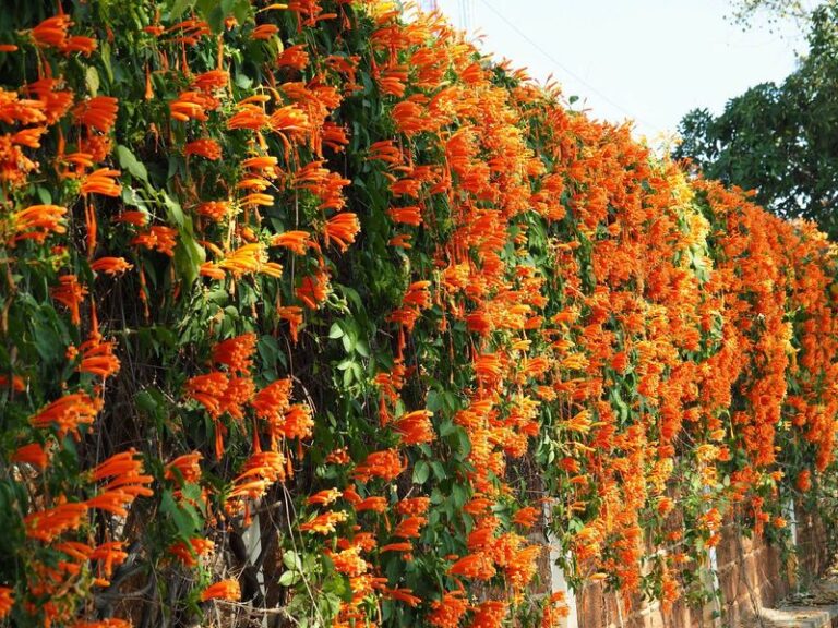 7 Fast-Growing Florida Fence Vines That Cover the Whole Fence Without Cracking Your Foundation