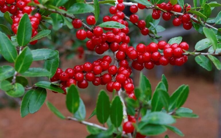 The Tough Native Texas Shrub Worth Planting Along Your Fence Instead of Rough-Looking Photinia
