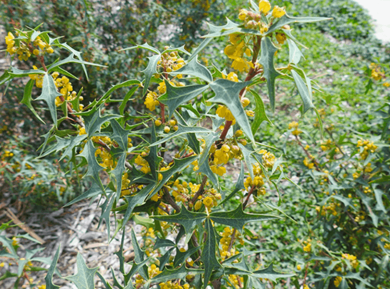 Agarita in Your Central Texas Yard: Wildlife Cover Now, Scorpion Control Separately