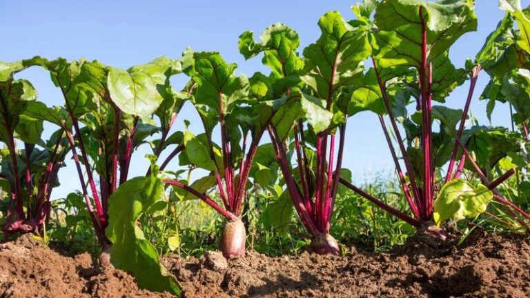 Your Beet Harvest Tastes Sweeter When You Wait for These Exact Signs