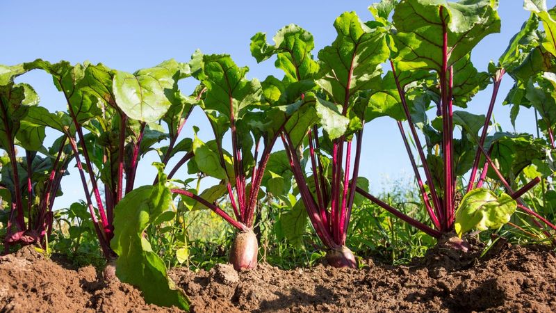 Your Beet Harvest Tastes Sweeter When You Wait for These Exact Signs