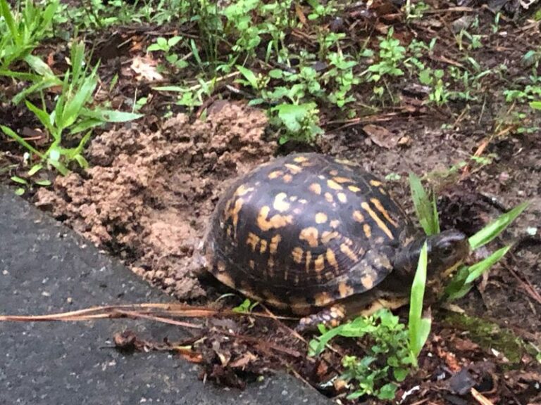 Box Turtles Lay Their Eggs in North Carolina Garden Beds This Fall, and Here’s Where to Watch Your Shovel