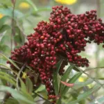 The Native Texas Plants Cardinals Actually Need in Fall More Than a Feeder