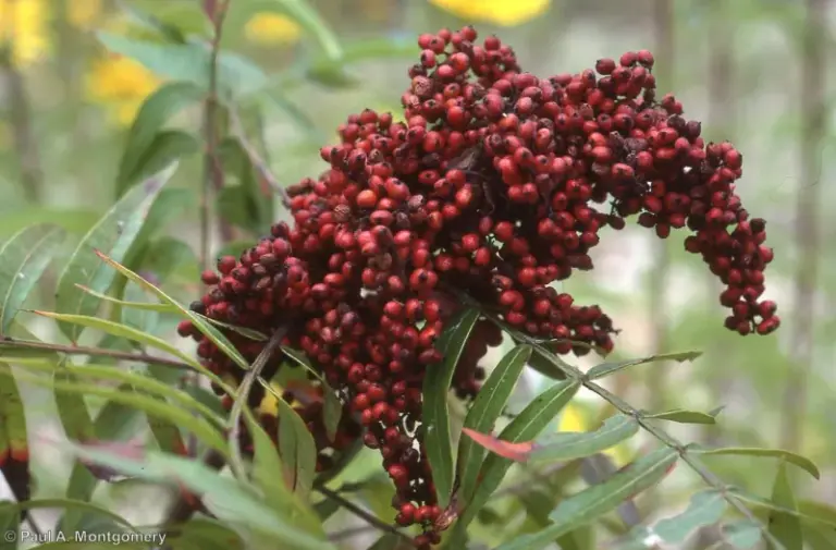 The Native Texas Plants Cardinals Actually Need in Fall More Than a Feeder